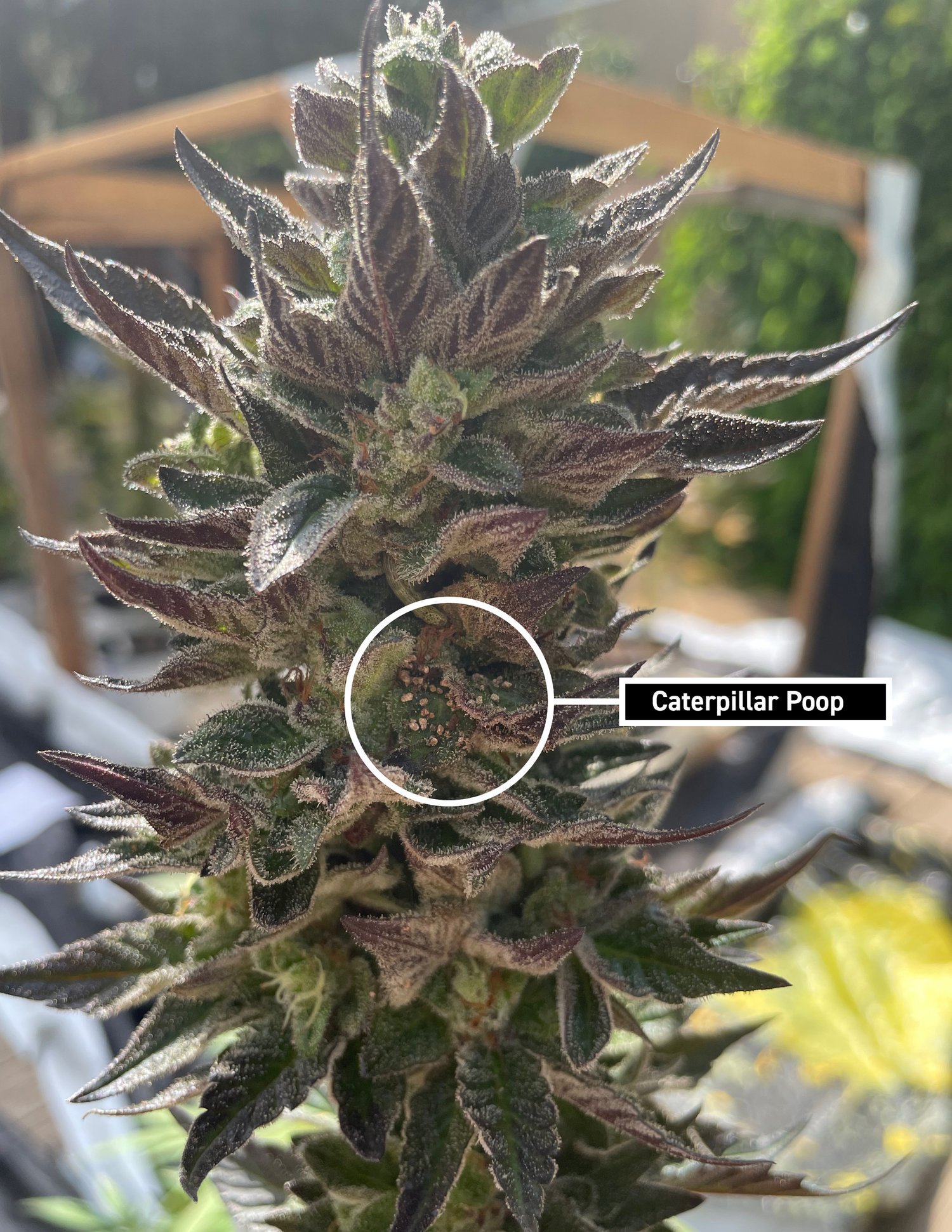 Caterpillars - a late-summer pest in your Cannabis Garden
