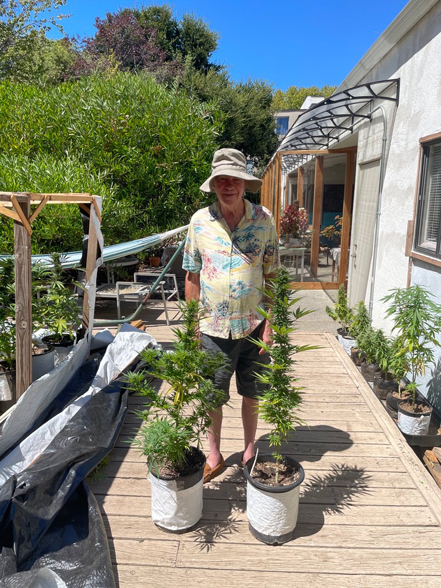 How can you help your Cannabis plants to thrive in heat waves?
