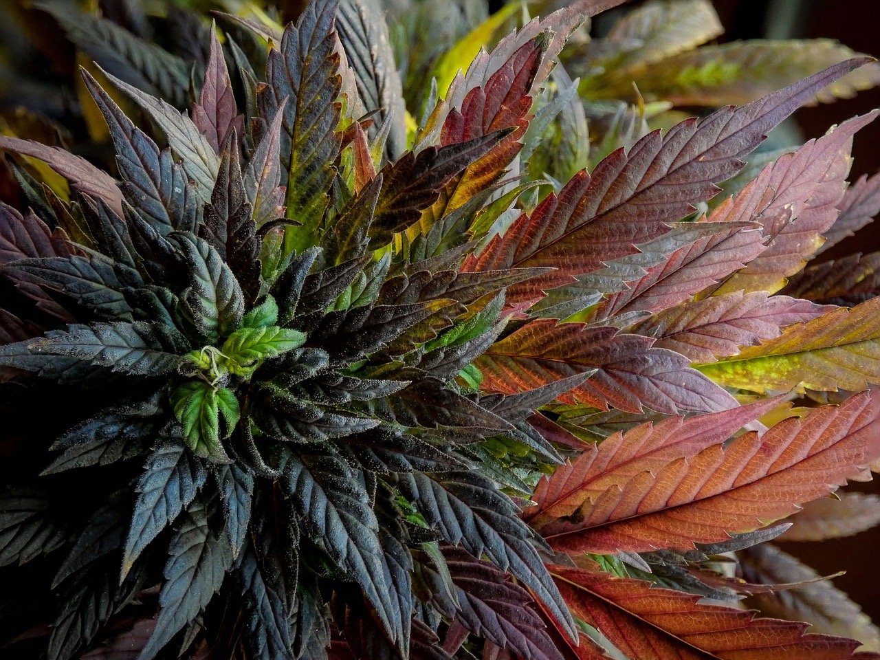 Travel Tales from the Heart of Afghan cannabis culture - Part One. By Lucas Wiseup
