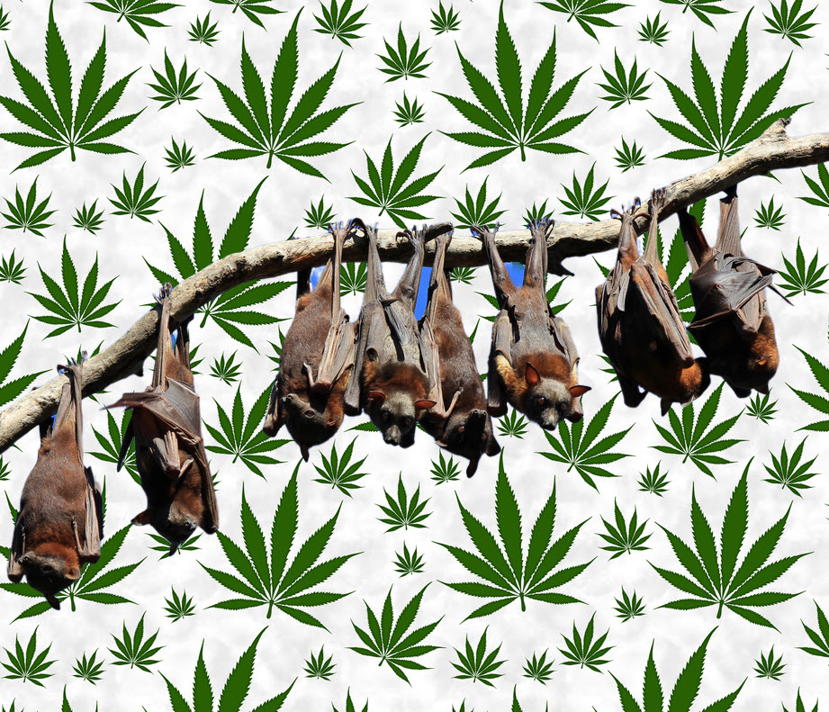 Stop Using Bat Poop to Fertilize Your Weed Plants Immediately, Here is Why...