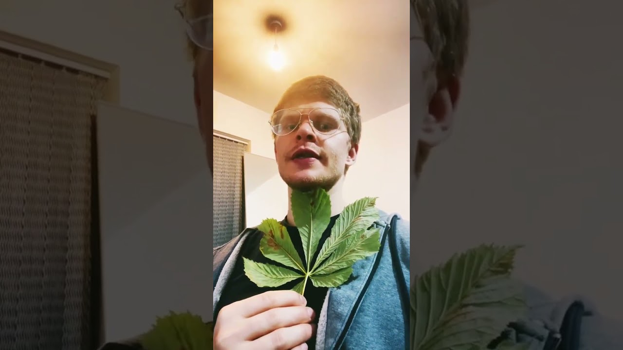 This is NOT Cannabis!