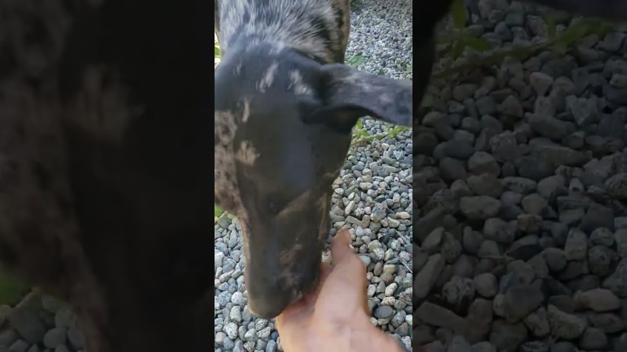 does your dog do this? Cannabis Jones' Hilarious Dog Shenanigans Must-See Funny Moments #dog #dogs