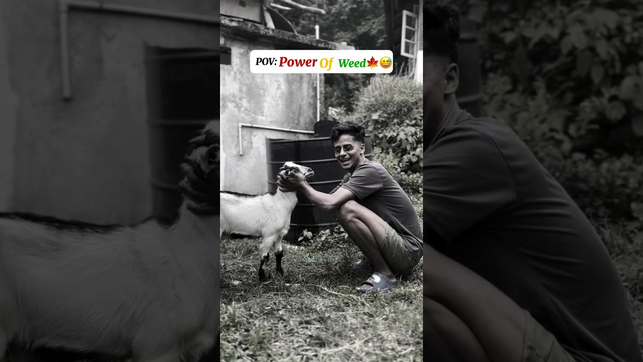 Power of weed🍁🤣😂 #funny #comedy #shorts /Funny_short76