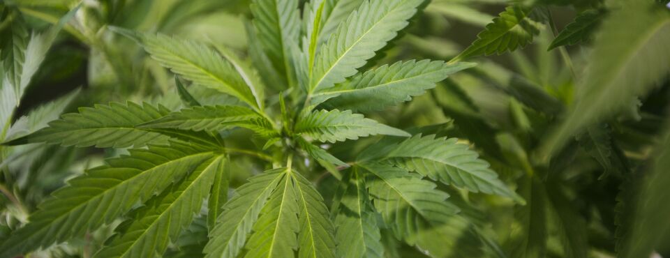 Court Should Allow Overlapping Cannabis Taxes, Missouri Says