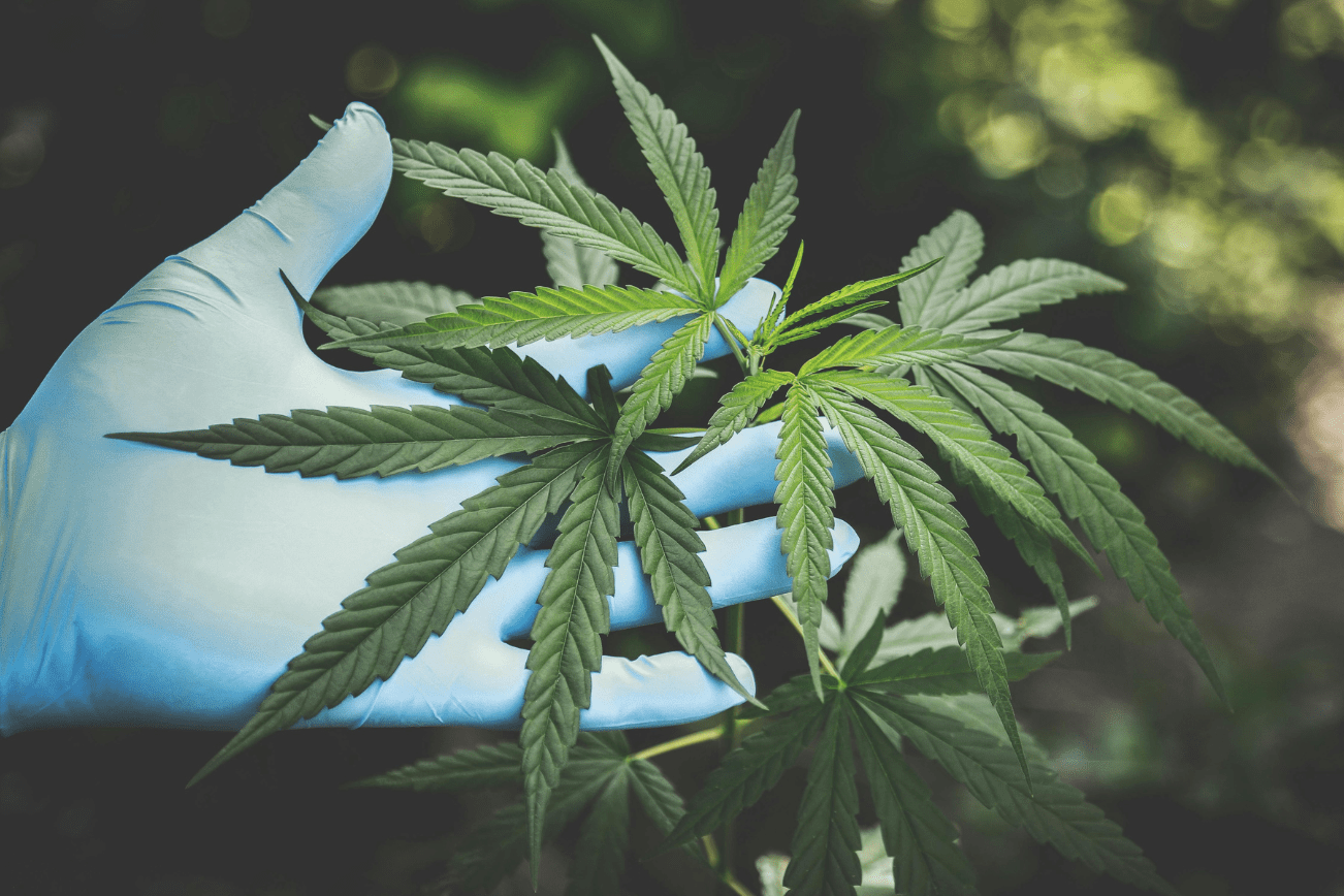 Top 3 Cannabis Shops You’ll Love in Snohomish County