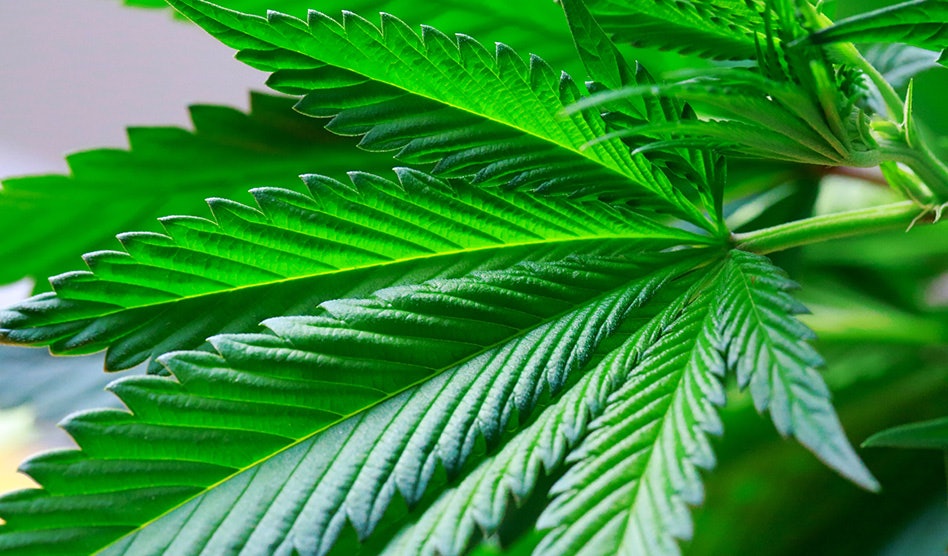 Doctors Group Left Out of DEA’s Cannabis Rescheduling Hearing Drops Lawsuit