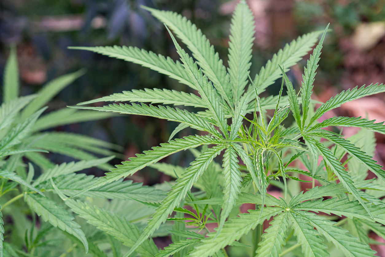 CDOT survey connects drivers with cannabis safety