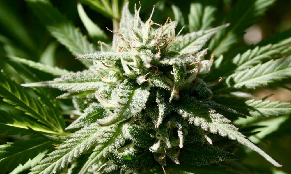 Texas Senate Passes Bill To Ban Cities From Putting Marijuana Decriminalization Initiatives On Local Ballots