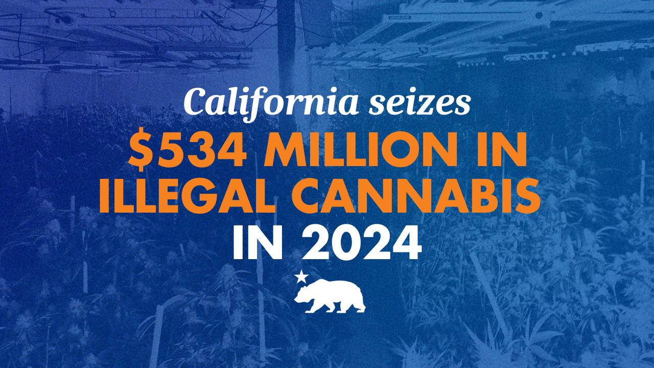 California seizes $534 million in illegal cannabis in 2024