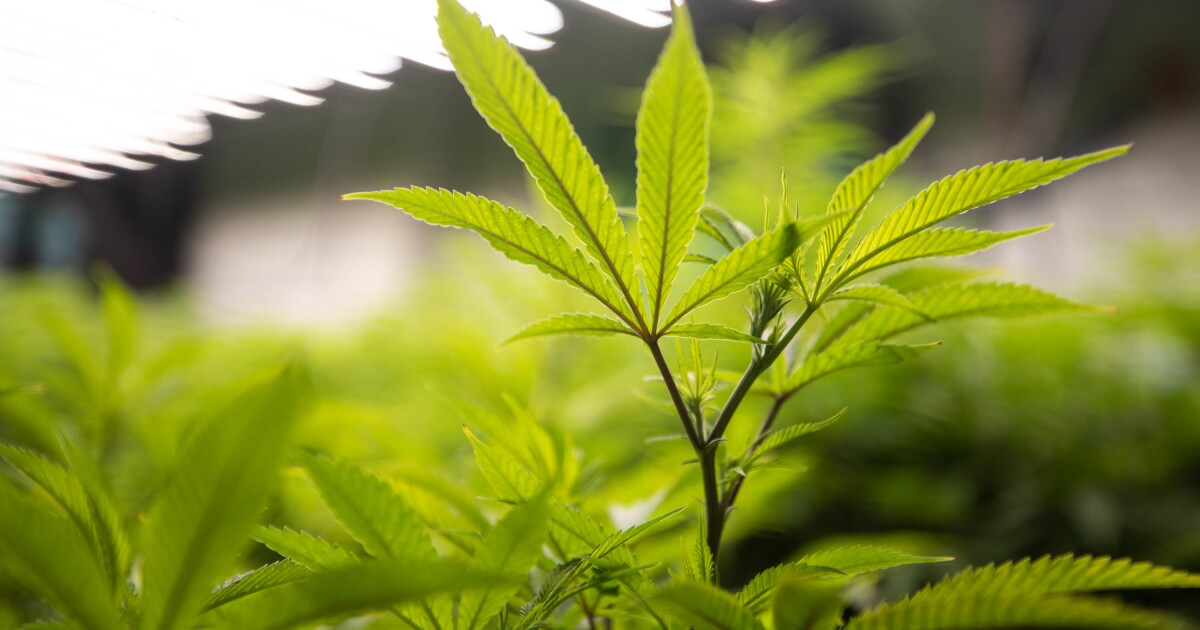 Texas court blocks Austin marijuana law