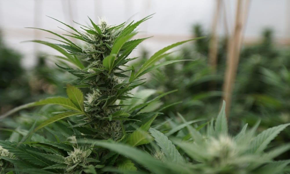 Montana Lawmakers Pass Bill Allowing Cannabis Compacts Between Indian Tribes And The Governor