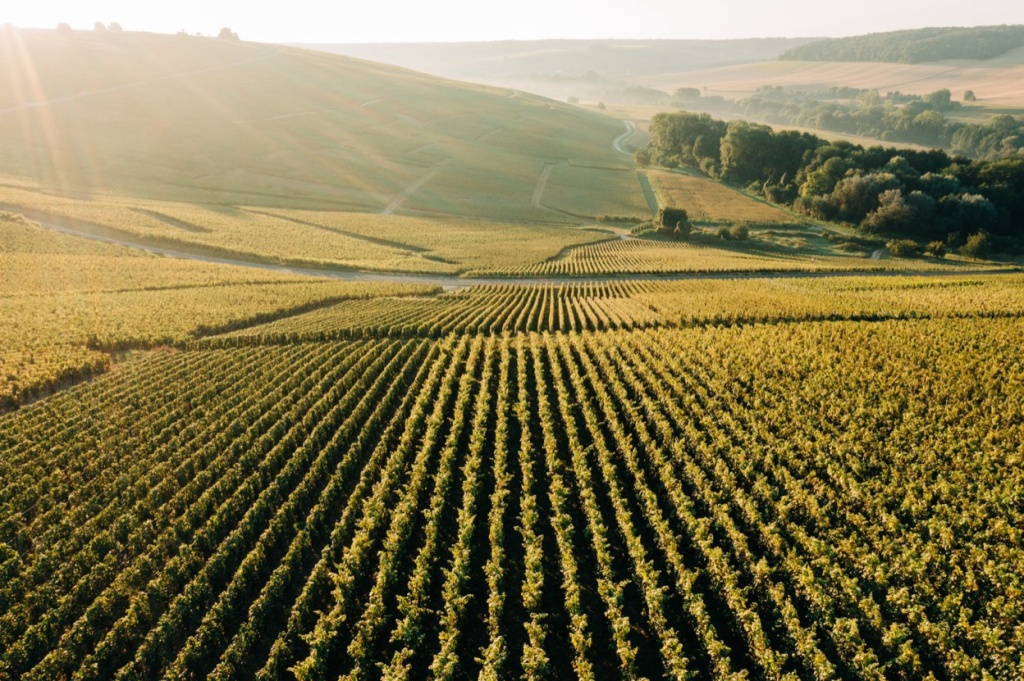 Napa Valley wineries may be turning tide on cannabis