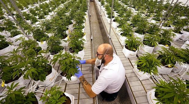 Maryland joined 20 other states, the District of Columbia, Guam and the Northern Mariana Islands that have legalized adult-use cannabis. (AP File Photo)