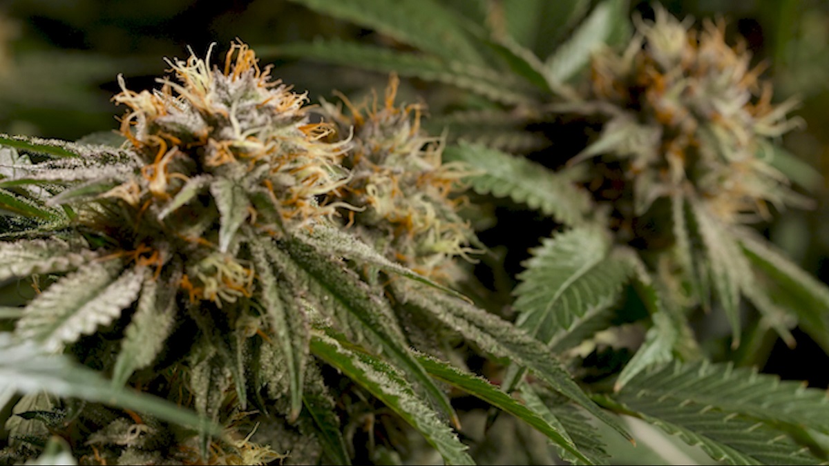 Beyond the high: Diving into Maryland’s cannabis data
