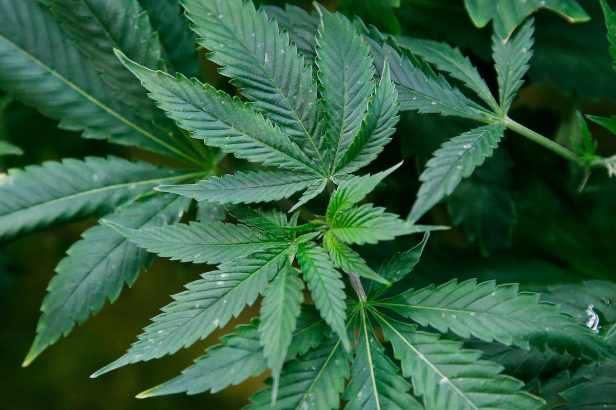Home Office tackles mail-order dealers after huge amount of cannabis posted to UK