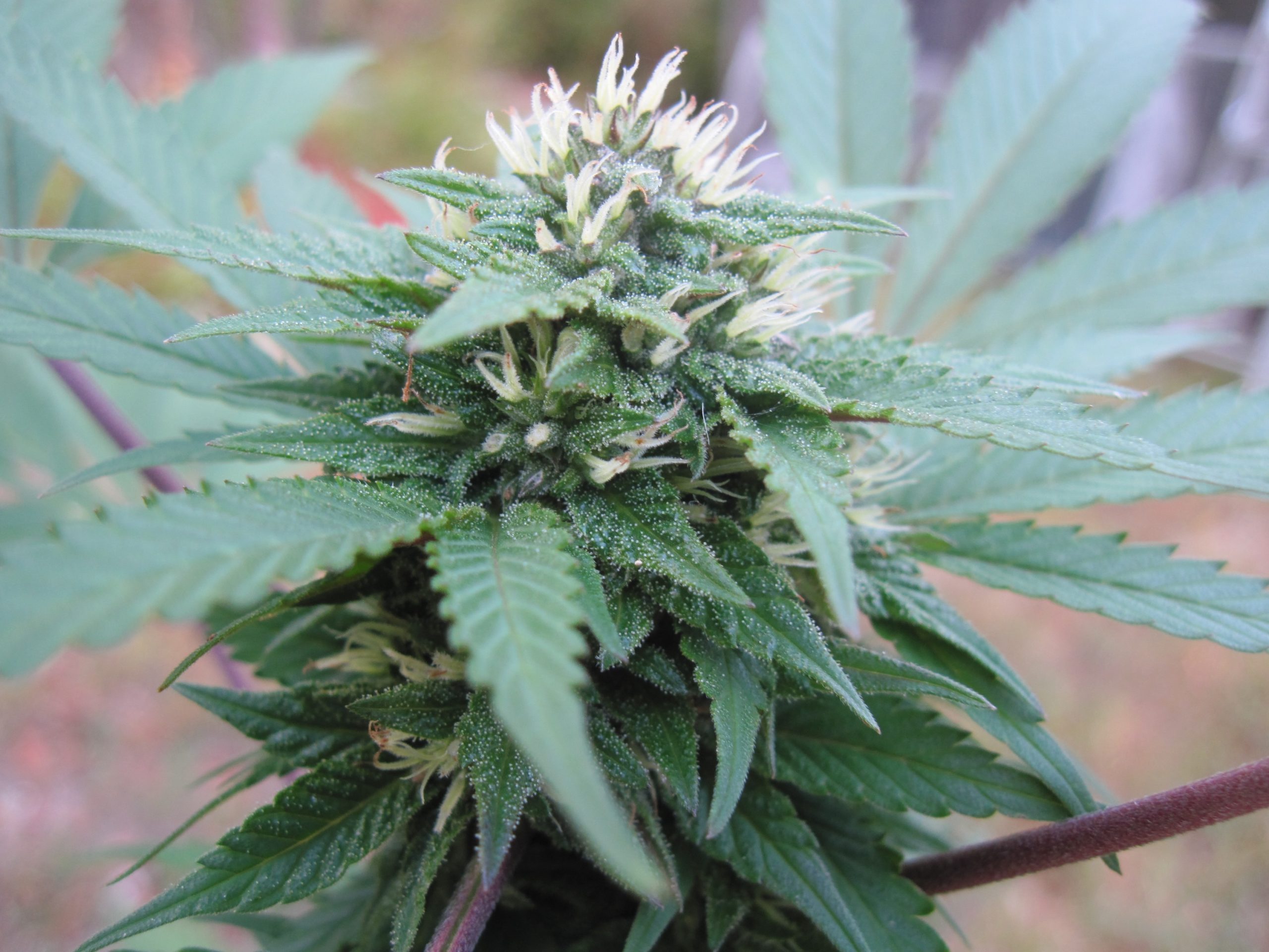 Mendo Cup to celebrate Mendocino County’s small cannabis farmers on Sunday • The Mendocino Voice