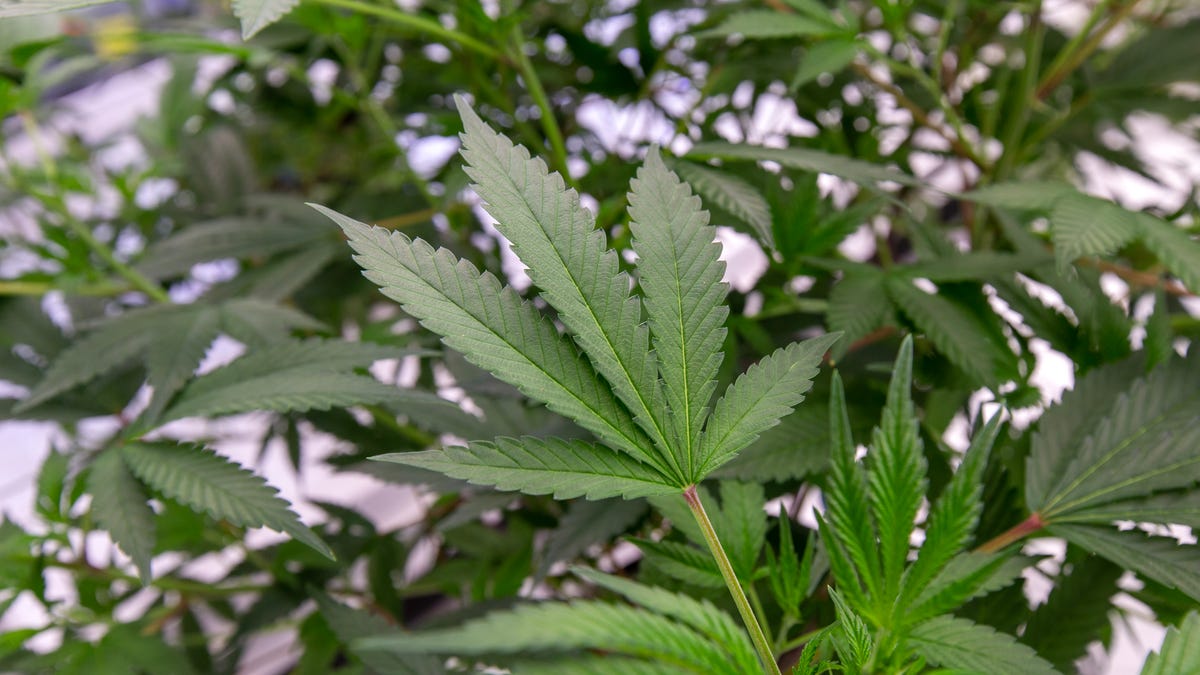 Haledon NJ faces lawsuit for rejecting proposed cannabis shop