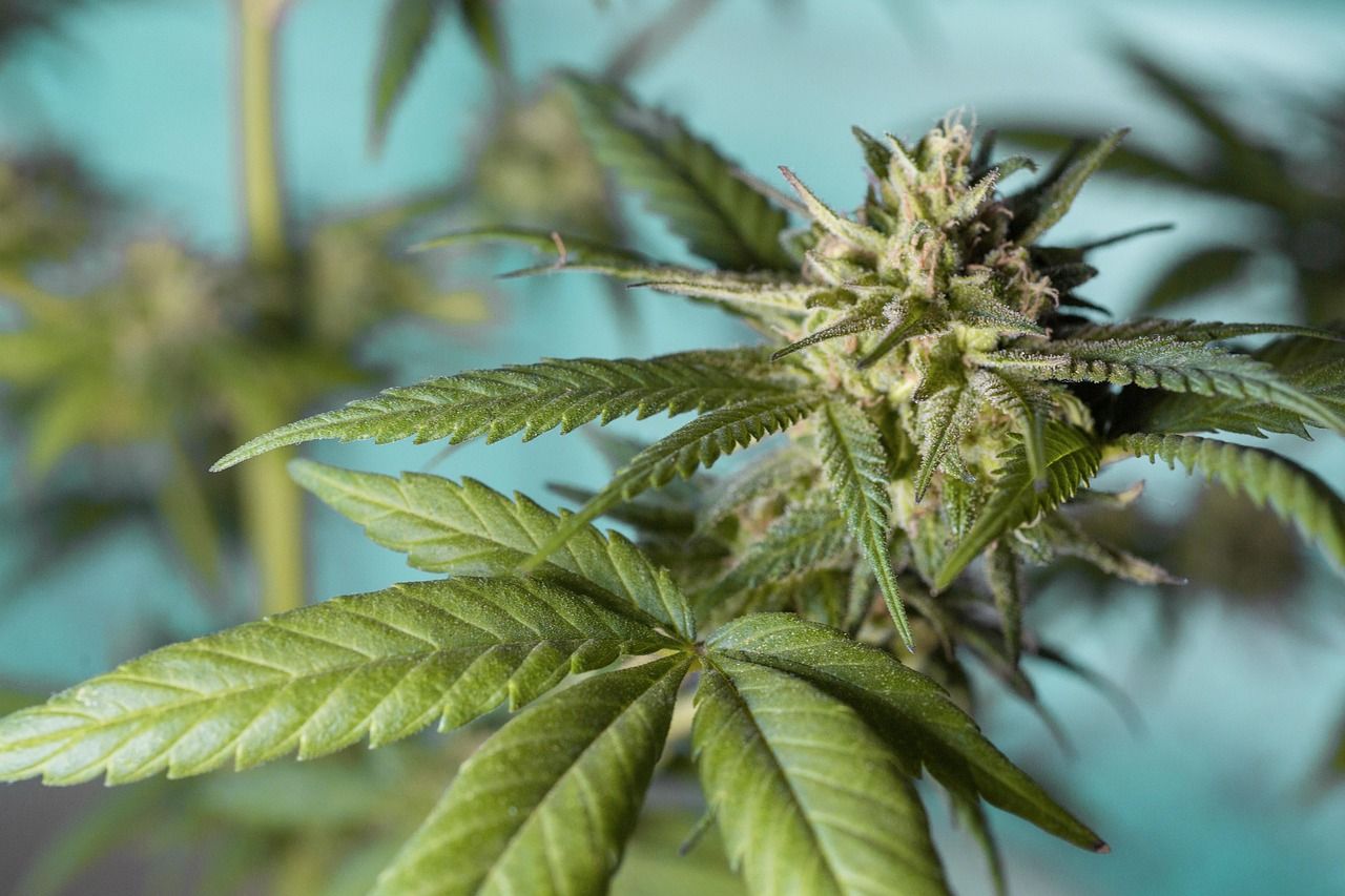 This link between cannabis and psychotic disorders 🧠