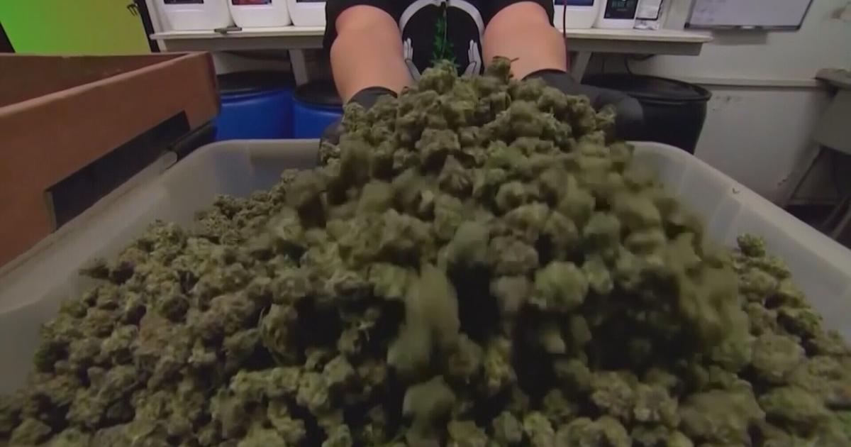 Office of Cannabis Management Begins Notifying Accepted Applicants for Recreational Marijuana Licensing | News