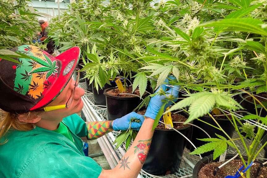 Trio of economic research firms vying to study health of Missouri's cannabis industry