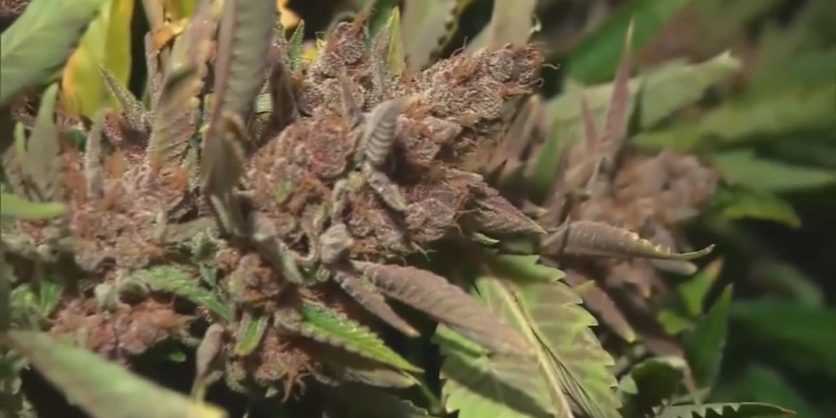 Parents, advocates rally against Alabama Medical Cannabis Commission over program delays