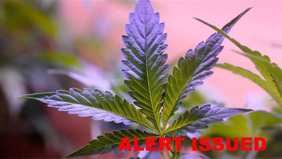 Ohio Division of Cannabis Control issues alert over undisclosed ingredient in edibles