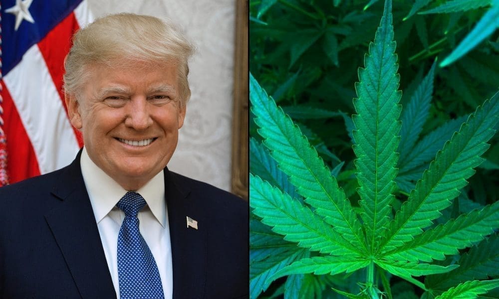 Trump's Pick To Lead DEA Says Marijuana Rescheduling Review Will Be 'One Of My First Priorities' In The Job