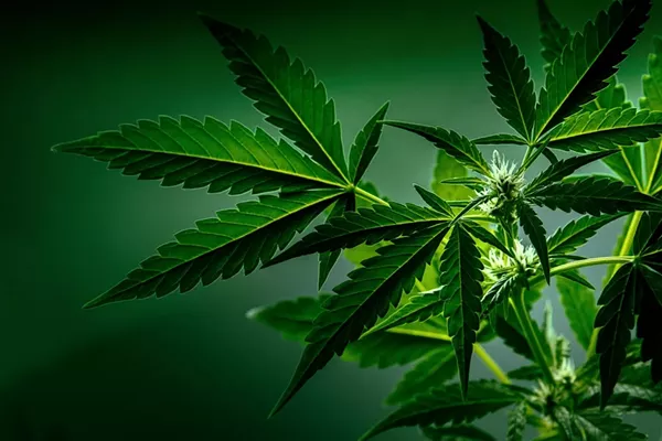 Macomb County cannabis business accused of illegally using hemp-derived THC concentrate