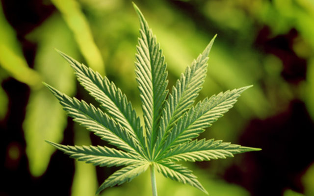 Milo updates cannabis licensing ordinance -Piscataquis Observer
