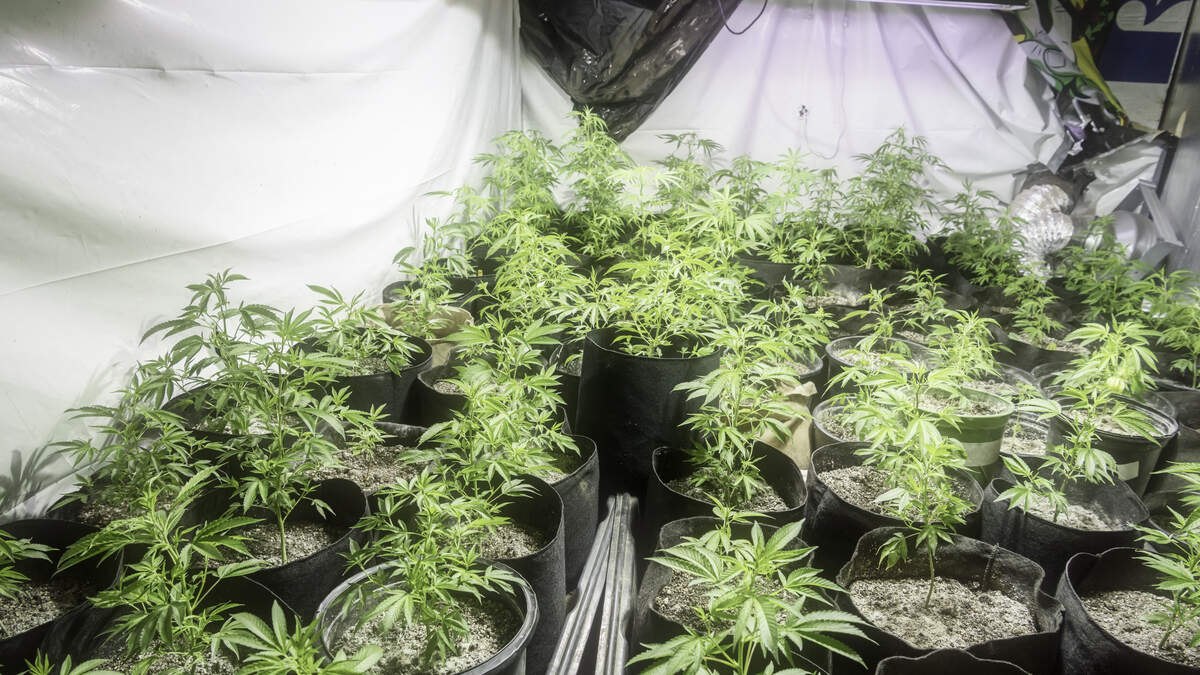 $2.7M in Illegal Cannabis Seized Near Angel Stadium | REAL 92.3