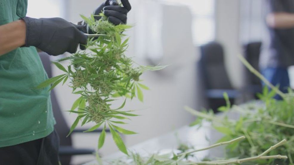 57 cannabis permits have been revoked and city leaders say there will be more