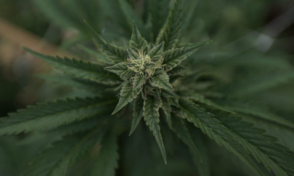 Trump DEA pick says cannabis rescheduling review is a top priority (Newsletter: May 1, 2025)