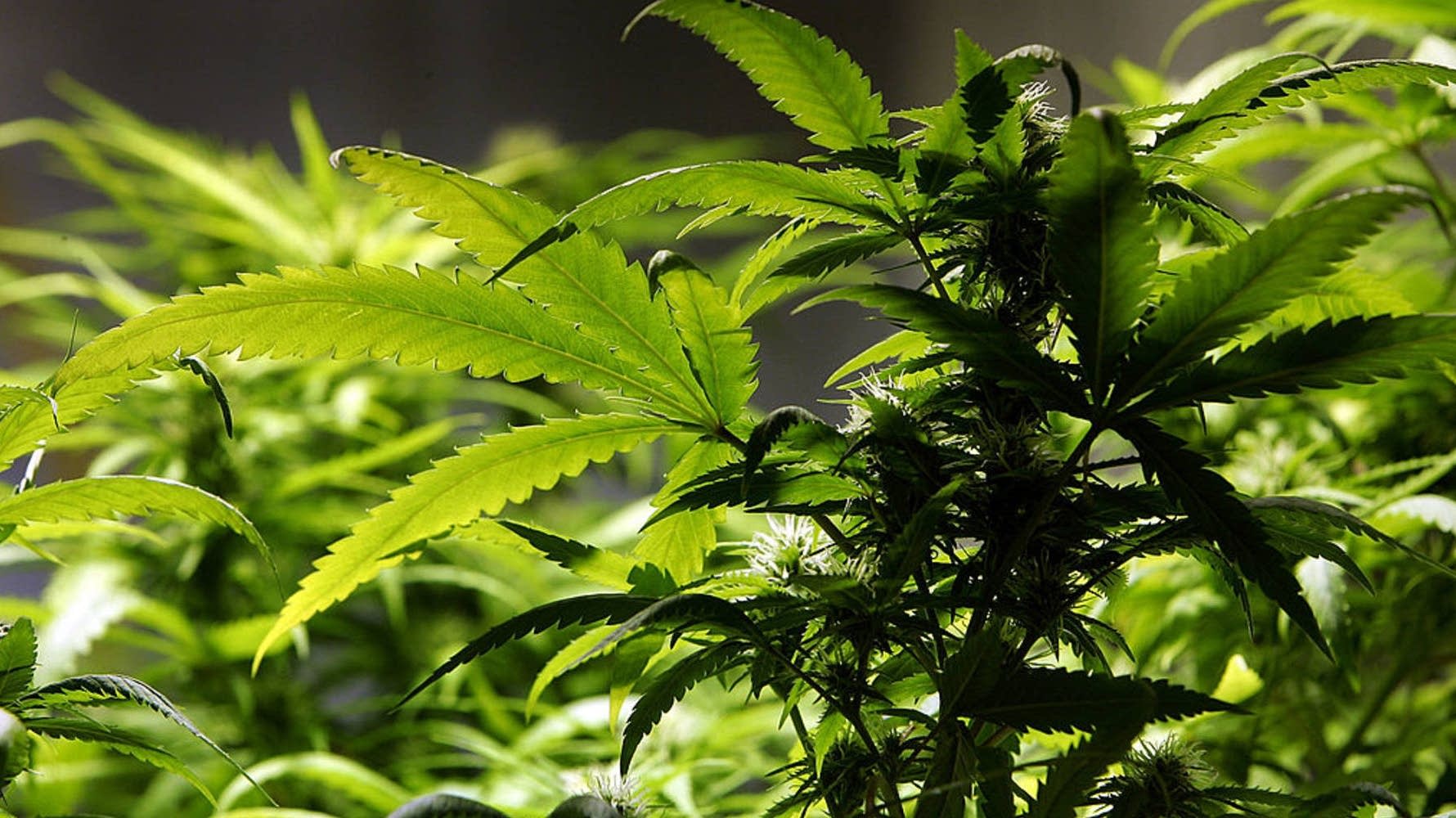 Politics Friday: Slow so far, a big phase of Minnesota's marijuana market launch nears