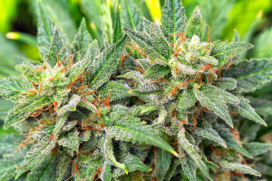 17 Lessons Learned in Commercial Cannabis Cultivation