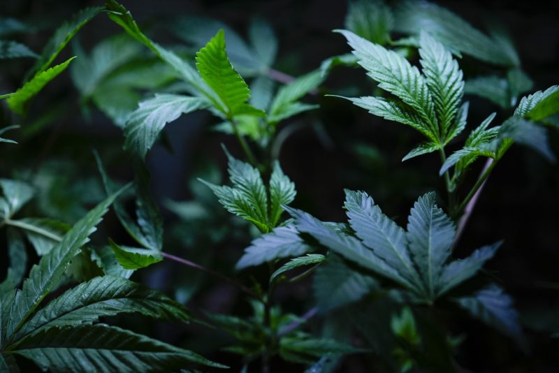 $4.93 million penalty against Planet Zaza for illegal cannabis sales