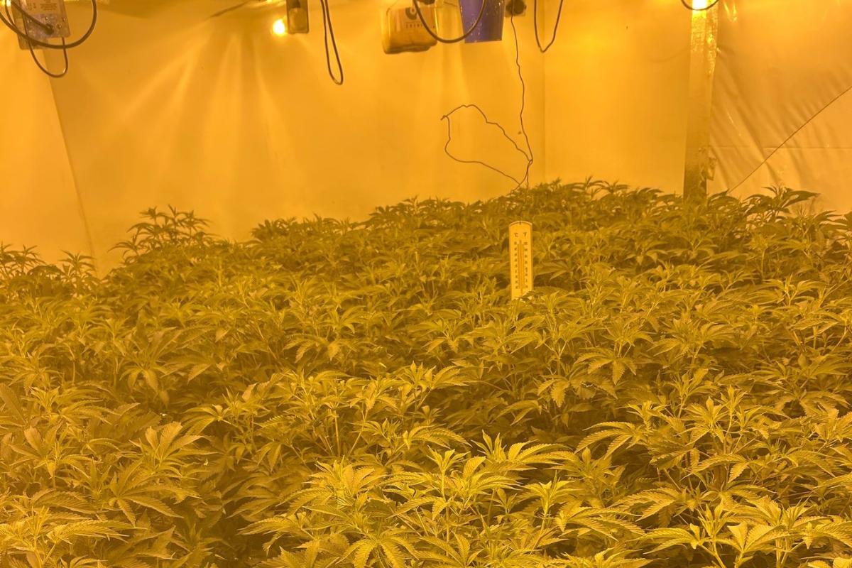 'Sophisticated' cannabis farm setup worth £300k discovered in County Durham home