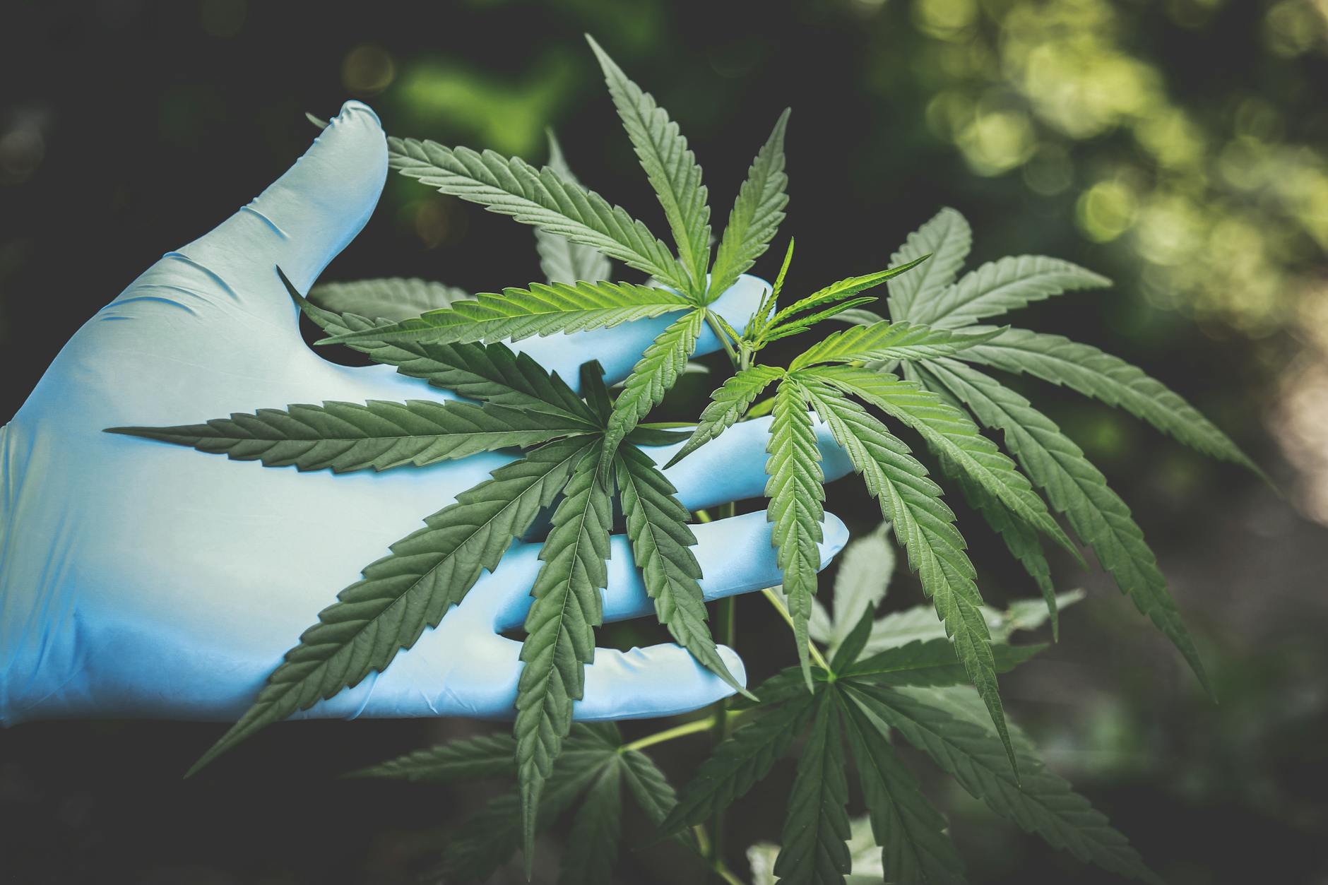 Tennessee Hemp Regulations: Changes and Impact on Sales