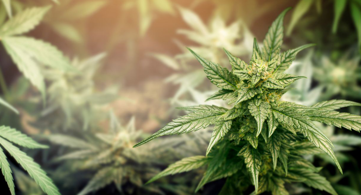 Cannabis centre stage at community meeting – The Eastern Door