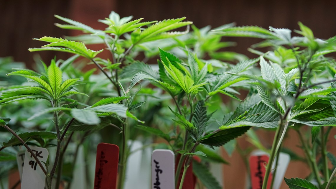 California cannabis tax increasing in July