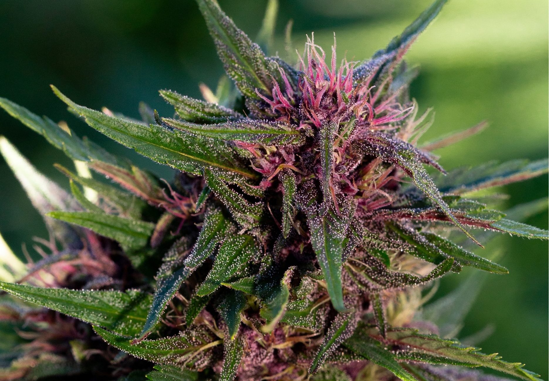 Willits group sues Mendocino County over cannabis grow expansion to 20,000 square feet • The Mendocino Voice