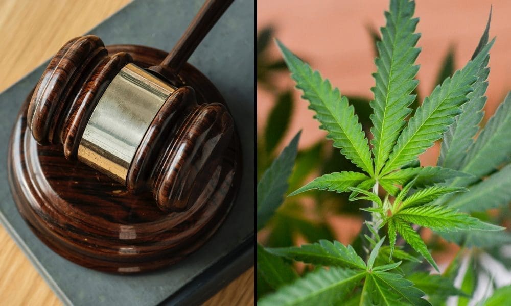 New Mexico Marijuana Companies Suing Feds Over Seized State-Legal Products Say Government's Position Is 'A Study In Contradictions'