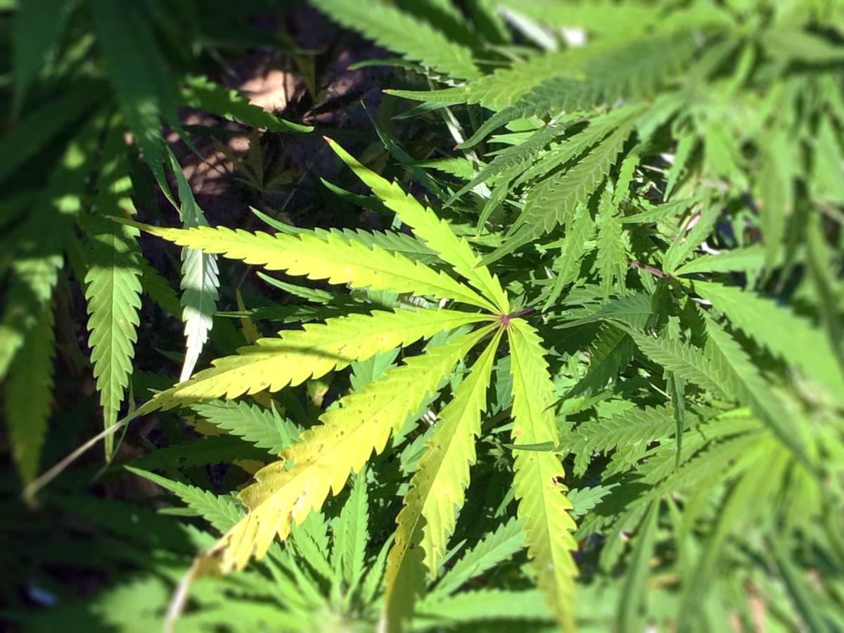 Cannabis bill that comes with legal risks advances in PA • Spotlight PA