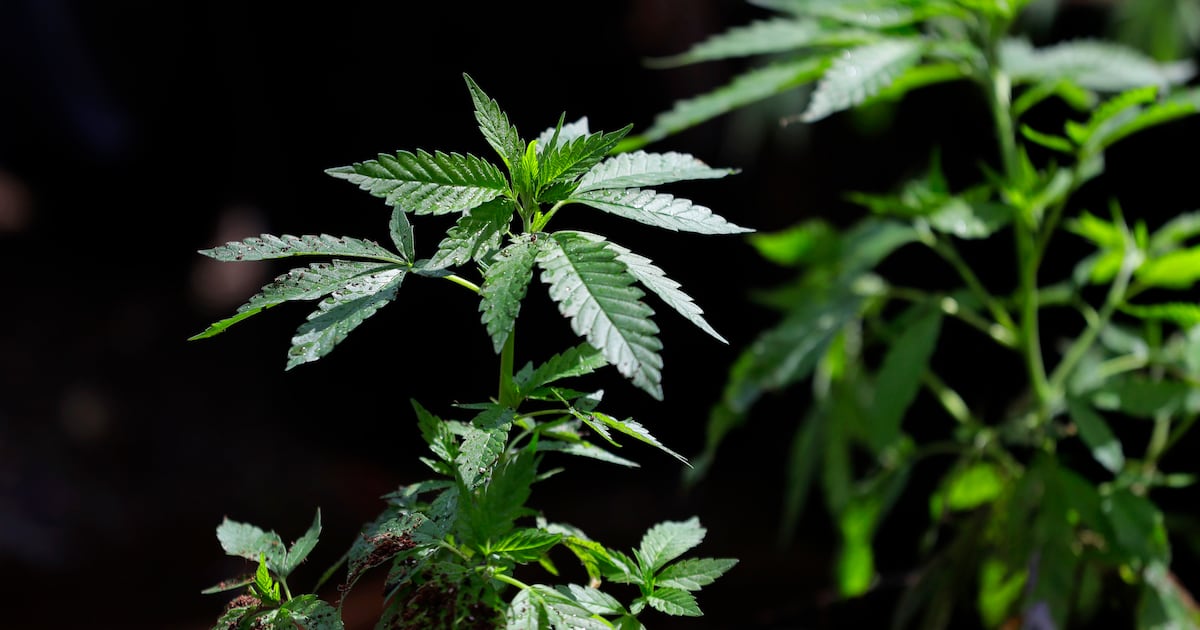New bill introduced to legalize marijuana in Pennsylvania – WPXI