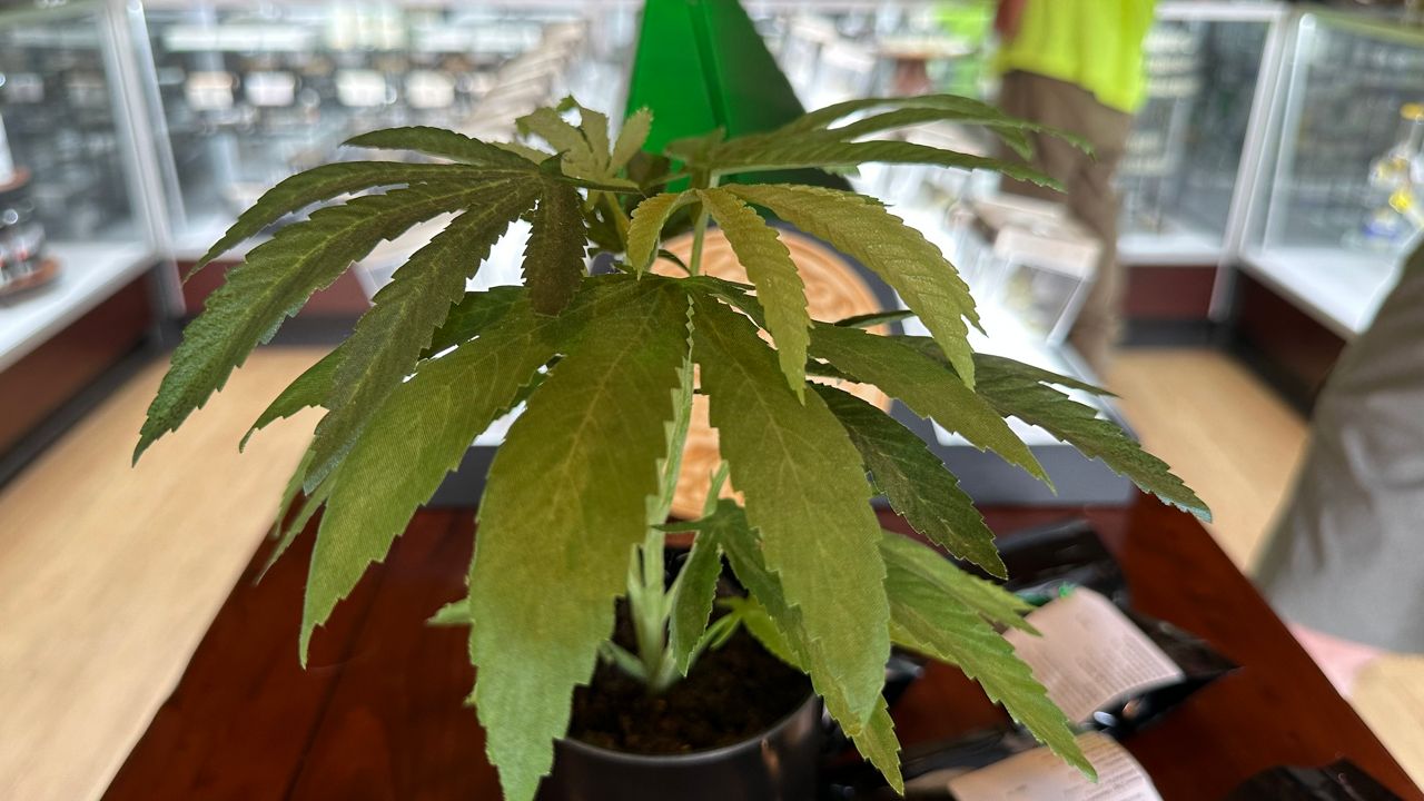 Maine lawmakers consider bills to require cannabis testing