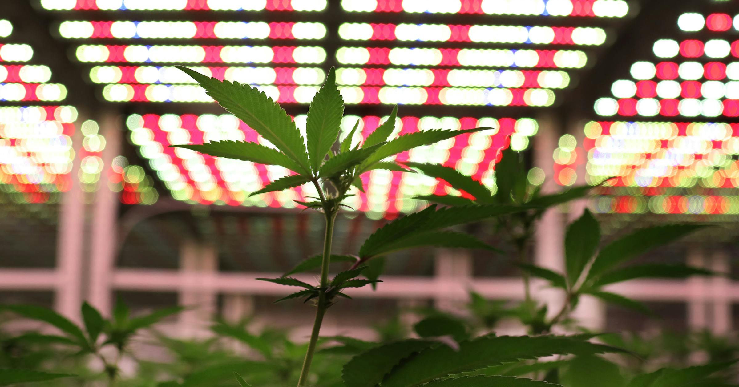 Minnesota's business lottery for cannabis opens in June