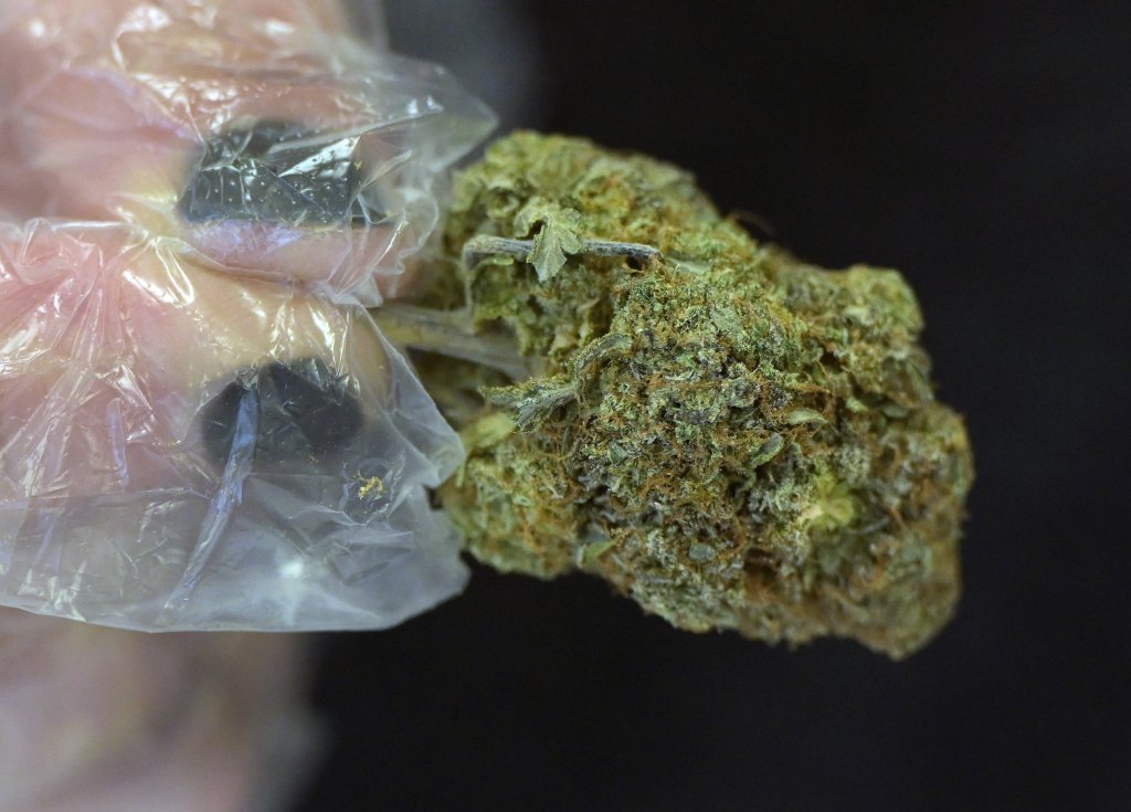 Medical cannabis industry organizes against Maine proposals to test for mold, track plants