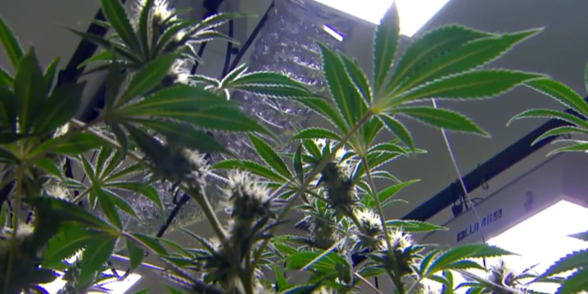 Federal suit filed against Alabama Medical Cannabis commissioners