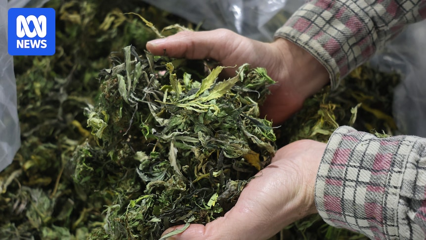 Australian Cannabis Cultivator Guild forms, calling for action on 'import-flooded' market