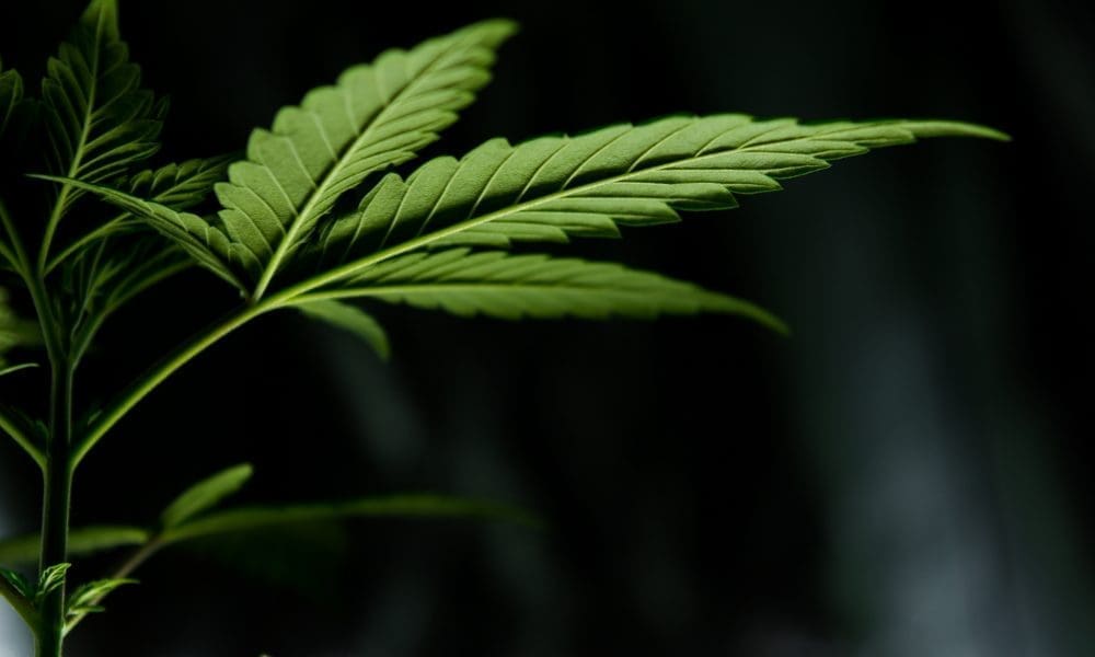 Cannabis reduces alcohol consumption for heavy drinkers, study shows (Newsletter: May 9, 2025)