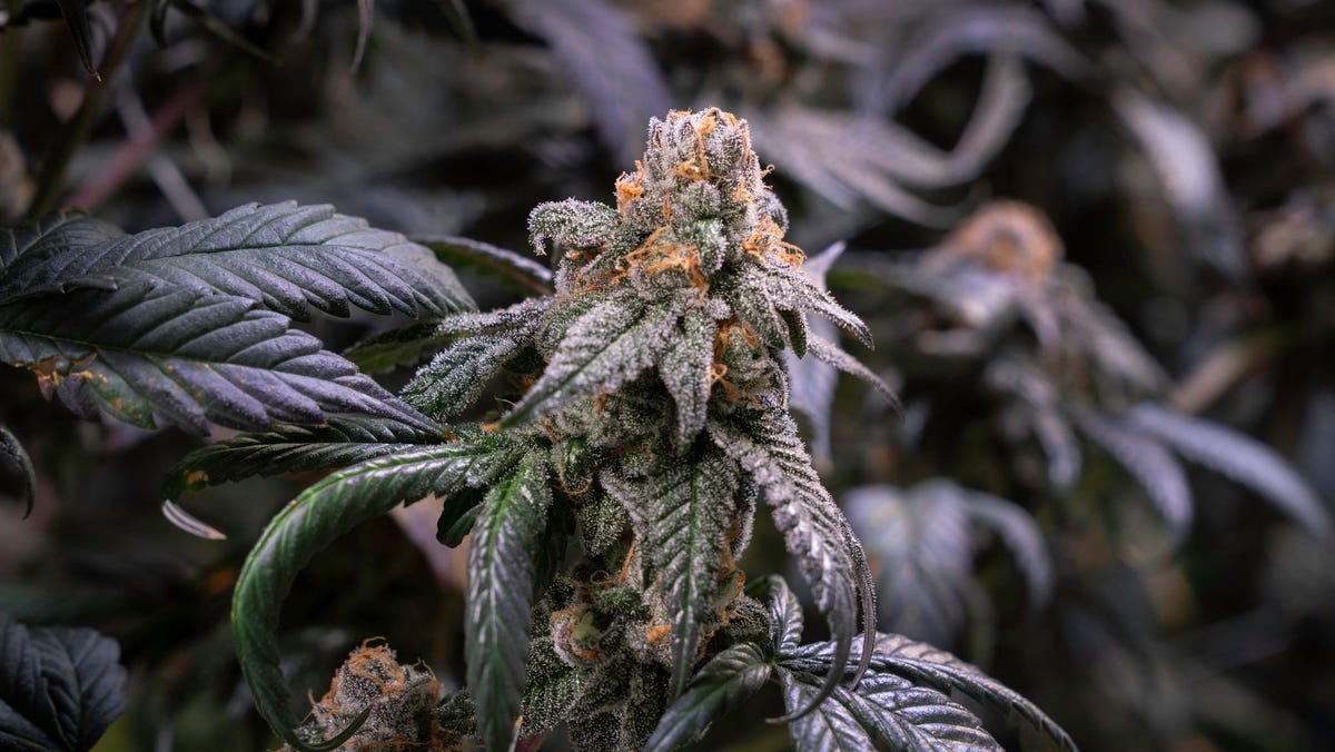 Haverstraw NY first cannabis dispensary opening this week: Where is it?